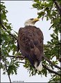_1SB0871 bald eagle